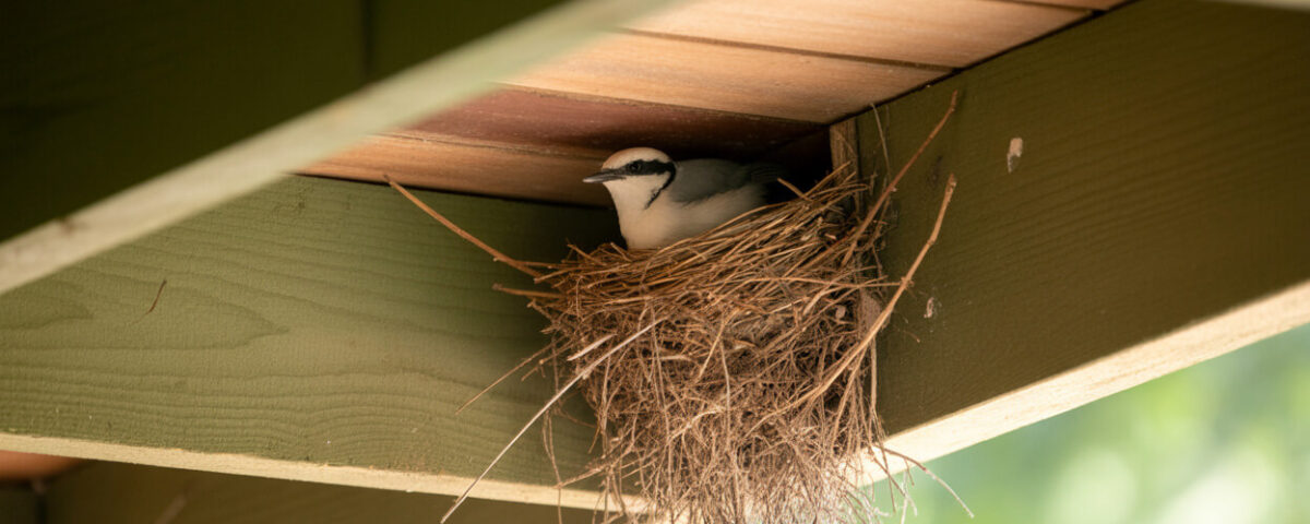 A small bird sits in a nest made of twigs, built on a wooden beam under the roof of a green structure. Sunlight filters through, illuminating the scene.