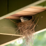 A small bird sits in a nest made of twigs, built on a wooden beam under the roof of a green structure. Sunlight filters through, illuminating the scene.